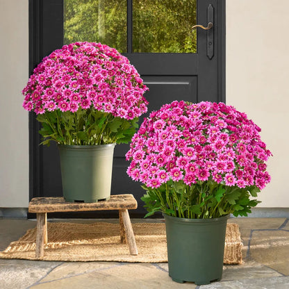 💥Last Day 70% OFF—🌼Welcome autumn- Artificial Outdoor Sunset Mums Flowers - UV resistant, Waterproof, Windproof